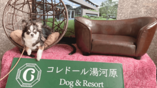 【犬同伴OK】コレドール湯河原 Dog&Resortに宿泊しました