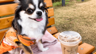 愛犬におすすめのカフェマット15選！ブランド・用途別にご紹介します