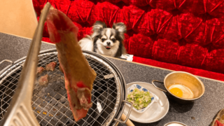 【店内犬OK】中目黒「ホルモン大衆酒場 肉流通センター」に行ってきました