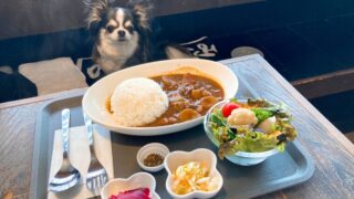 【店内犬OK】三崎口「ドッグテラス アミエル」に行ってきました