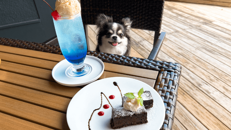 【テラス席犬OK】御殿場「FUJIMI CAFE」に行ってきました