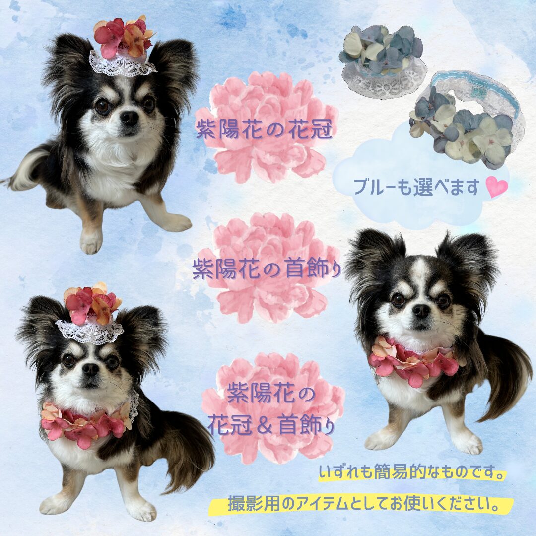 momonomi 紫陽花パーティー