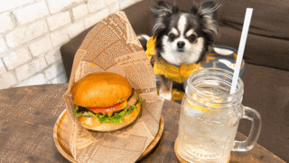 【店内犬OK】佐渡島「佐渡アウトドアベース」に行ってきました