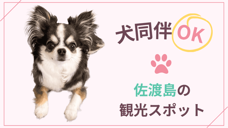 愛犬と一緒に佐渡島