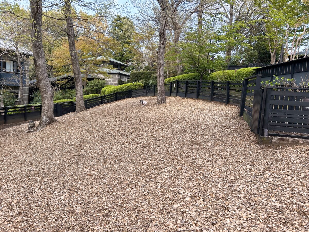 ウブドの森