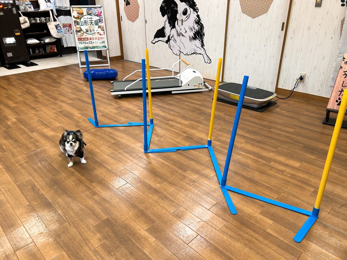 ウブドの森