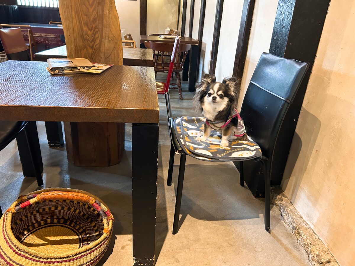 蔵オビハチ