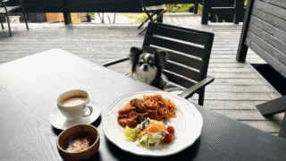 【テラス席犬OK】蔵王「UNITE CAFE」に行ってきました