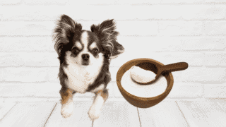 犬にヤギミルクを与えるメリットは?効果や注意点を解説します