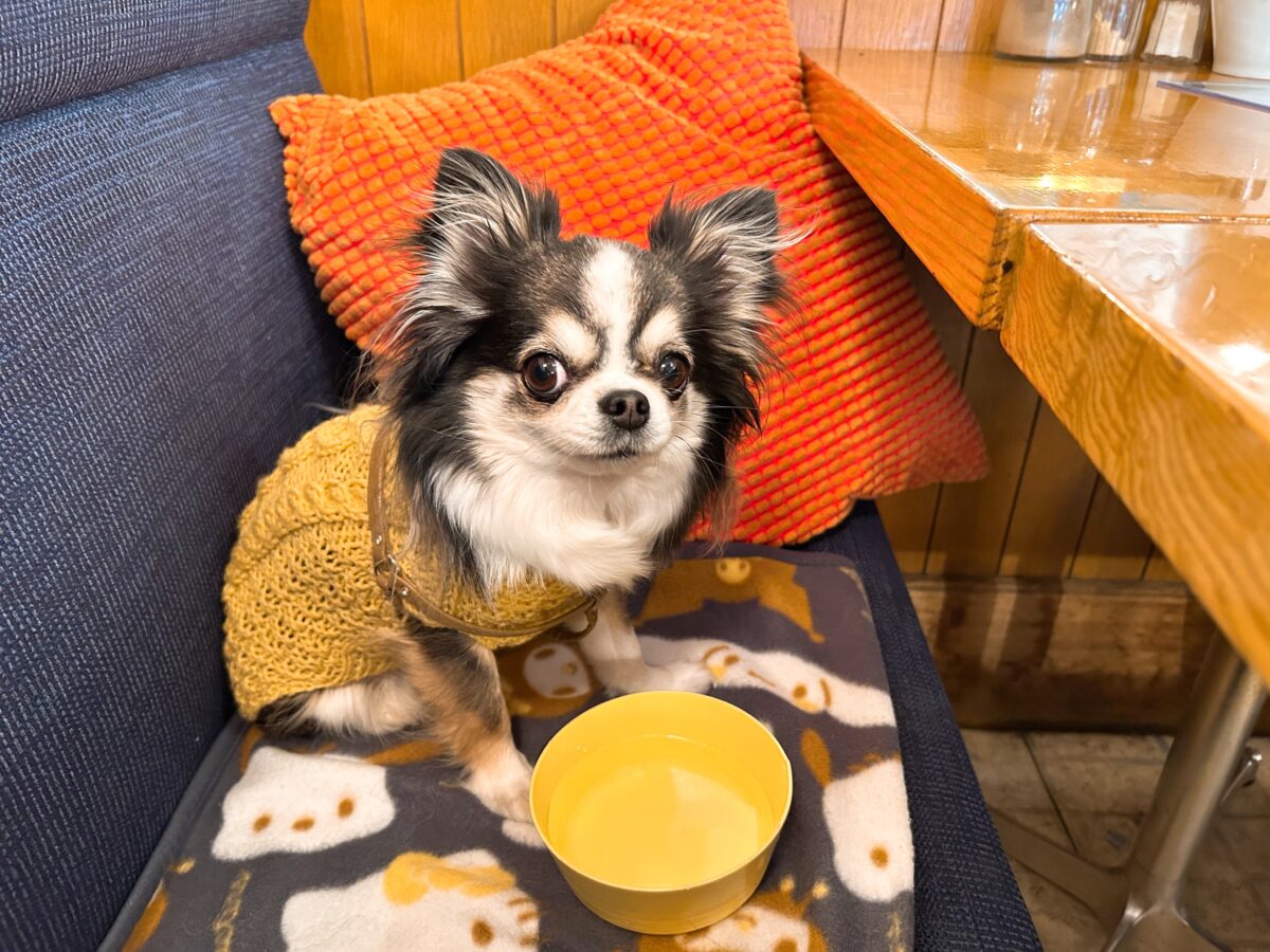 自由が丘 カスタネット