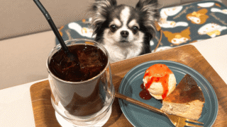 【店内犬OK】中目黒→自由が丘に移転「MANDARINE BROTHERS」に行ってきました