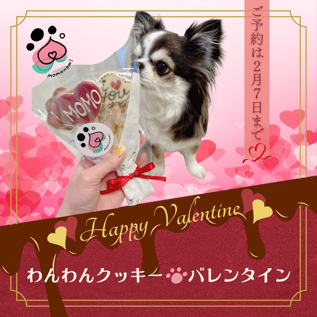 犬 バレンタイン