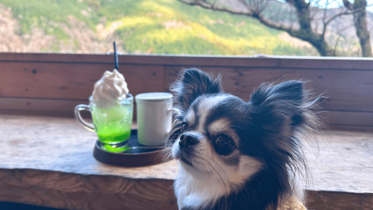 【テラス席犬OK】宮ノ下「NARAYA CAFE」に行ってきました