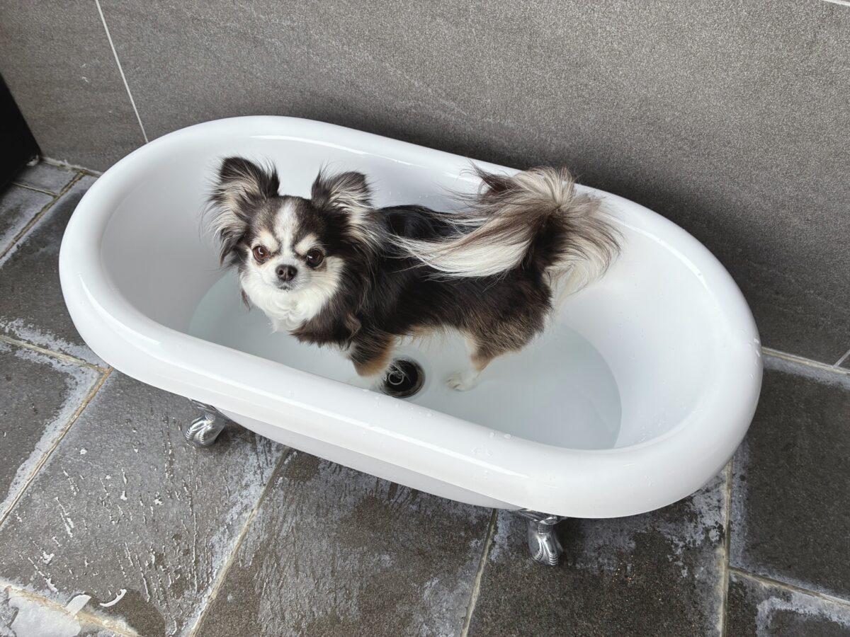 ドギースイートペロ