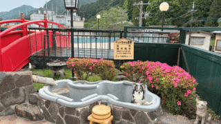 【犬同宿OK】きぬ川国際ホテルに宿泊しました