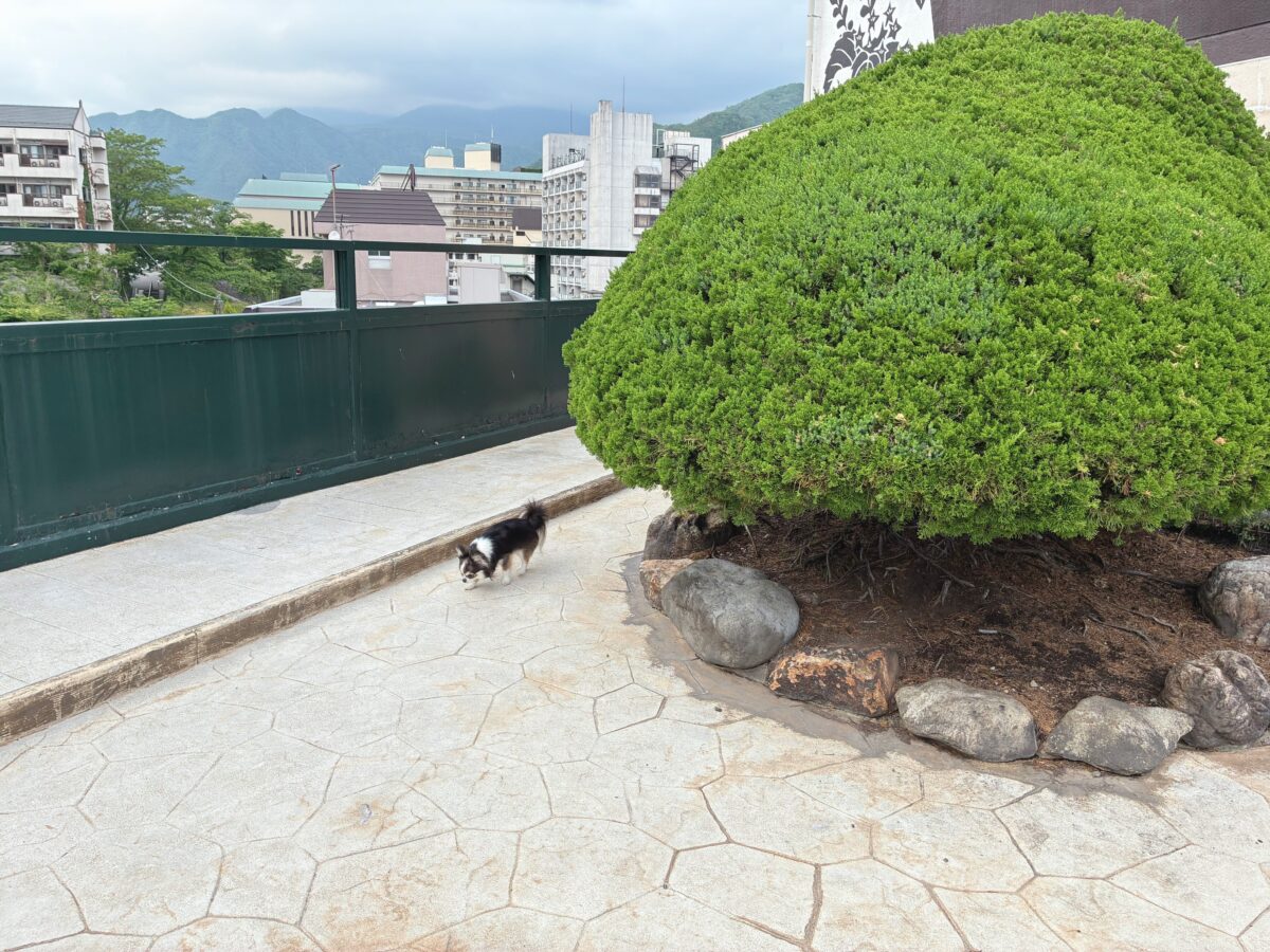 きぬ川国際ホテル
