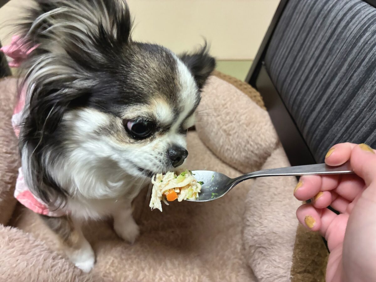 わんわんパラダイス 浜名湖